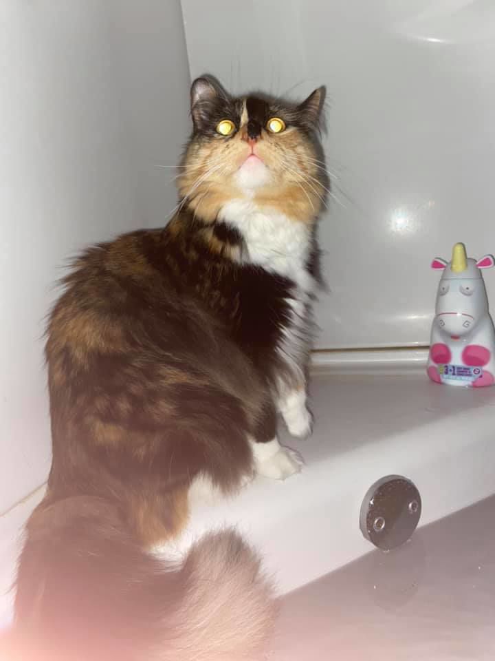Pet17.jpg